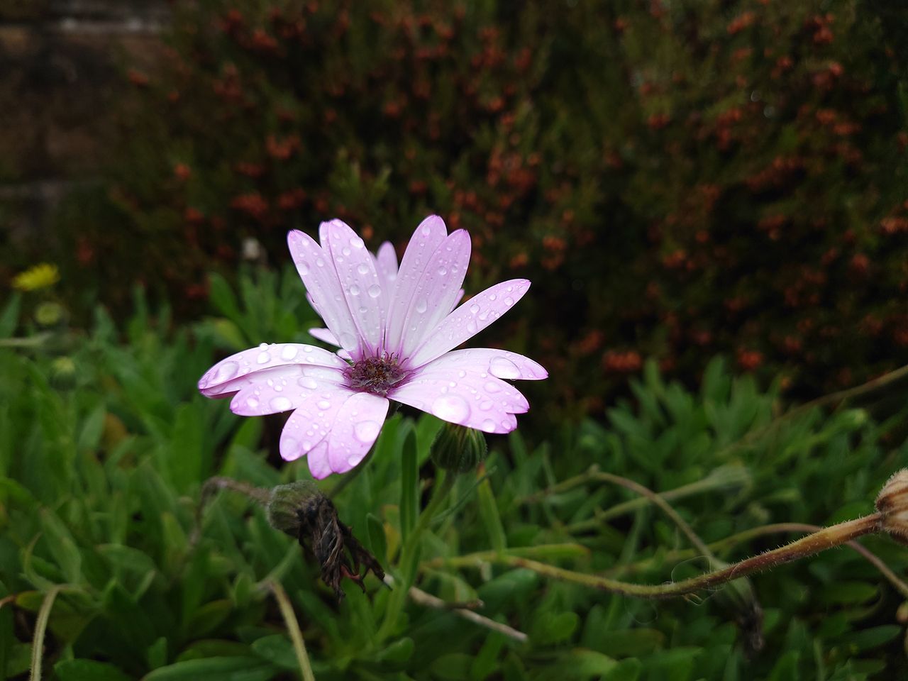 Sony Xperia 1 II camera sample