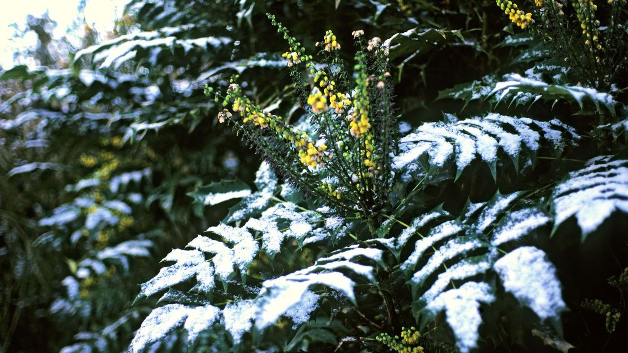 mahonia shrub covered in snow