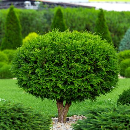 Arborvitae shrub