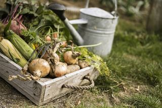 harvested potatoes and their companion plants in a trug