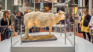 Dolly the Sheep stuffed and staying in the National Museum of Scotland on July 27, 2017 in Edinburgh Scotland.
