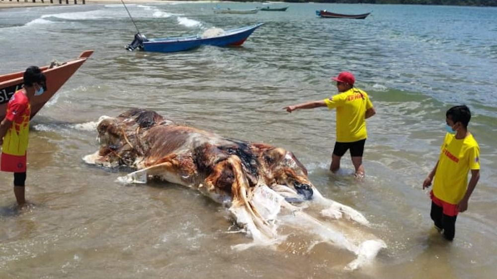 A group of people stand in the sea looking at a sea creature. 