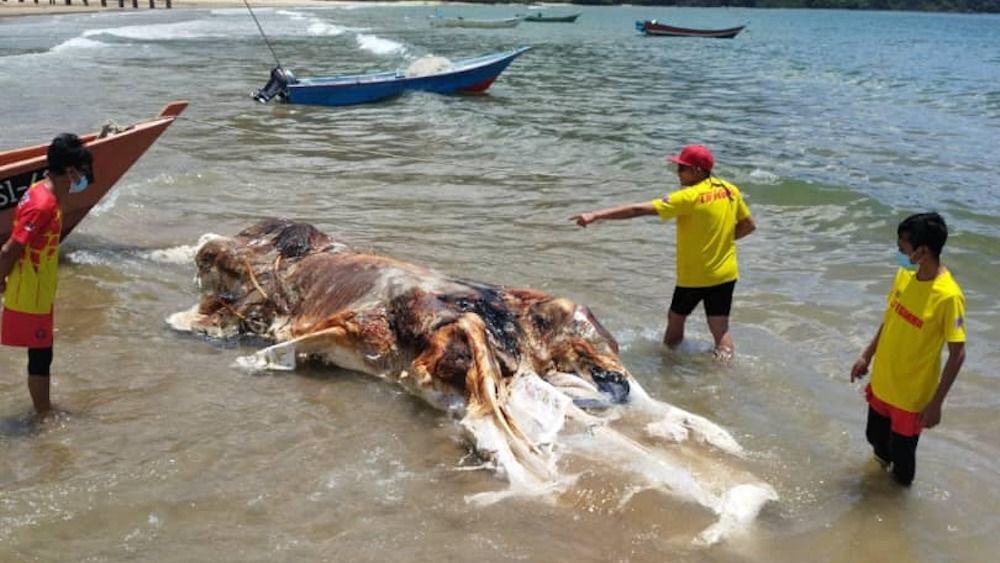 Crowds Gather as Giant Globster Decomposes on Malaysian Shore