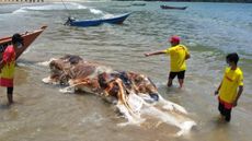 A group of people stand in the sea looking at a sea creature. 