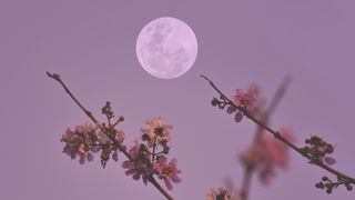 the full moon is visible behind cherry blossoms