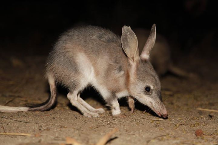 An Australian bilby.