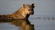 A hyena