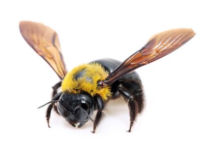 Black And Yellow Carpenter Bee