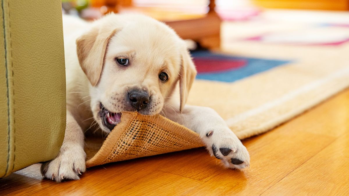 dog chewing on rug