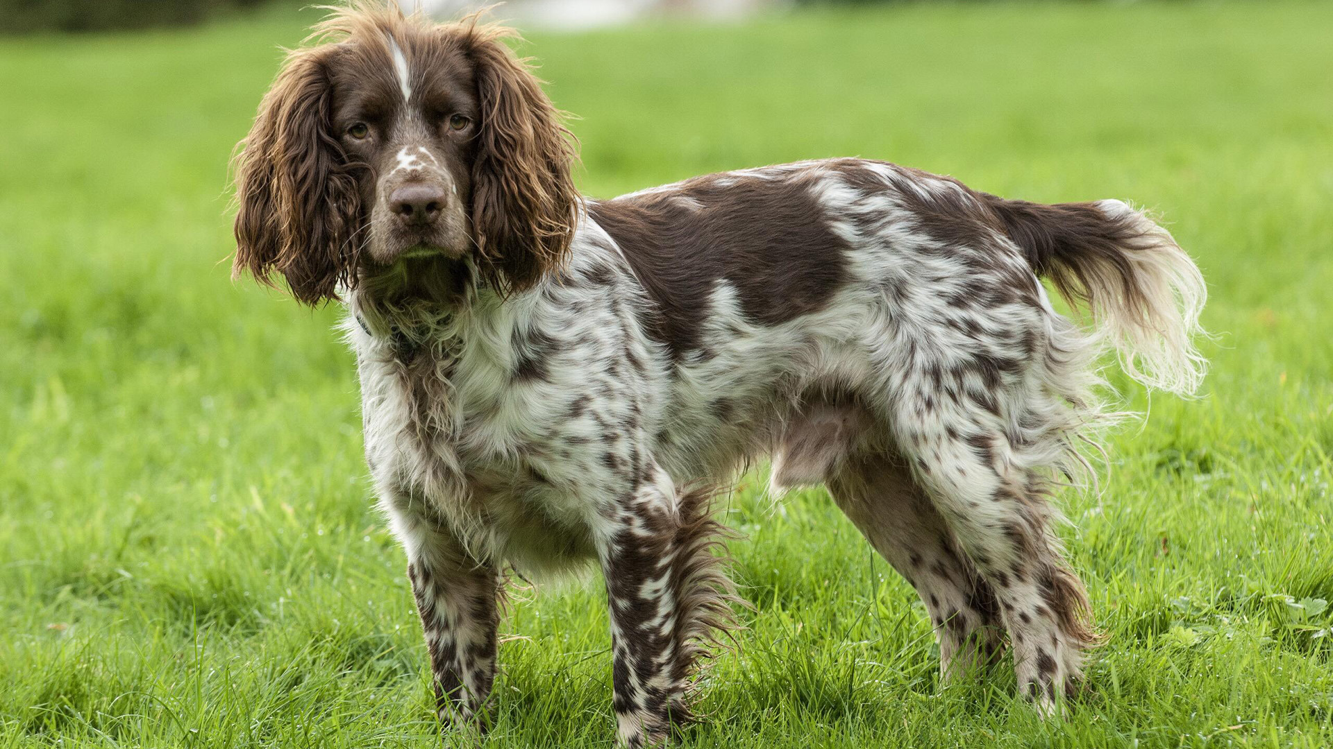 English Springer Spaniel