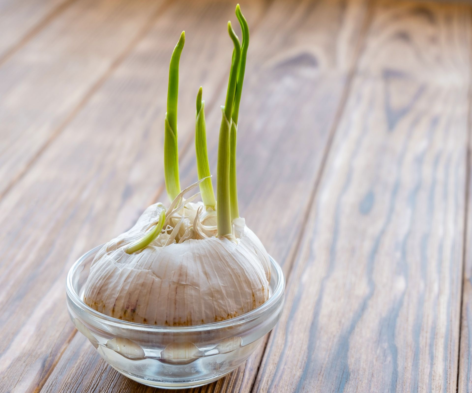 A garlic bulb sprouting in water
