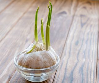 A garlic bulb sprouting in water