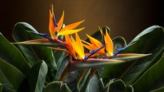 beautiful bird of paradise plant portrait still life backlit against a brown wall