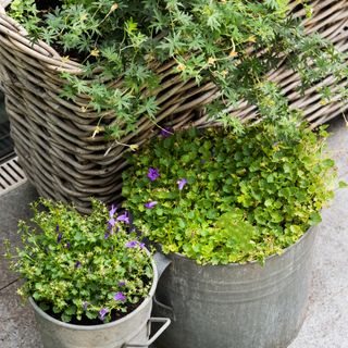Plants in zinc pots and wicker planter