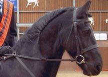 Samson_004.jpg