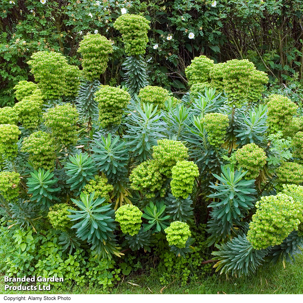 Euphorbia X Martini