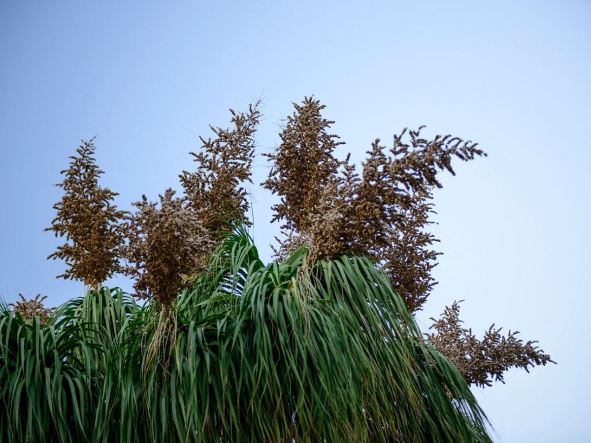 yucca cane indoor plant Shop 'Spineless Yucca elephantipes' Care and Growing Guide