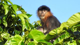 A photo of the "mystery monkey" sitting with an infant.