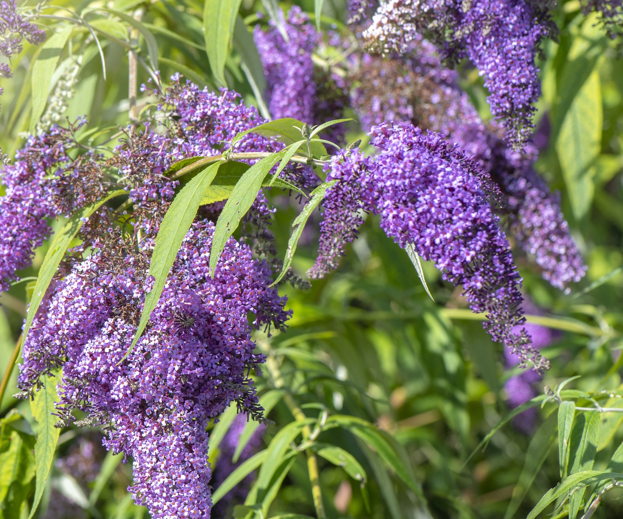Purple buddleia blooms in summertime