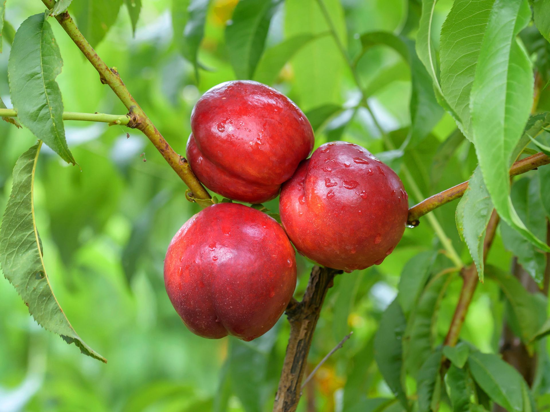 nectarine 'Big Bang'