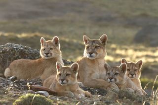 TV tonight – Puma Rupestre with her cubs.