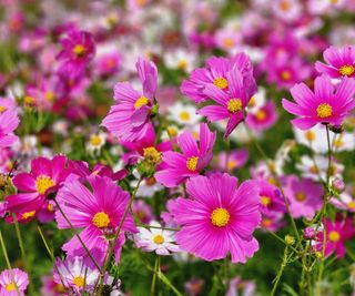 bright pink cosmos flowers in garden border