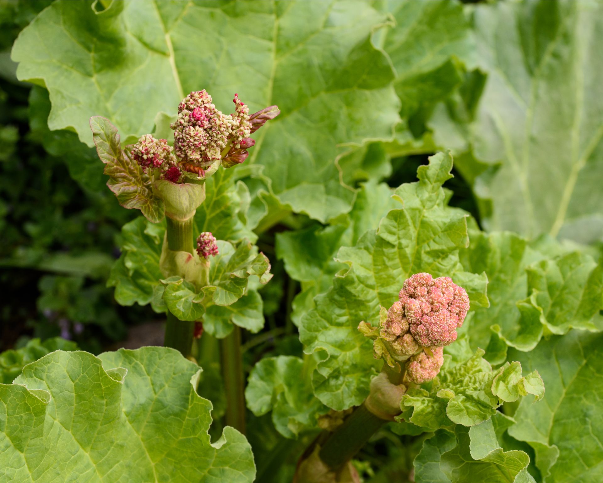 Rhubarb flowers forming on plant