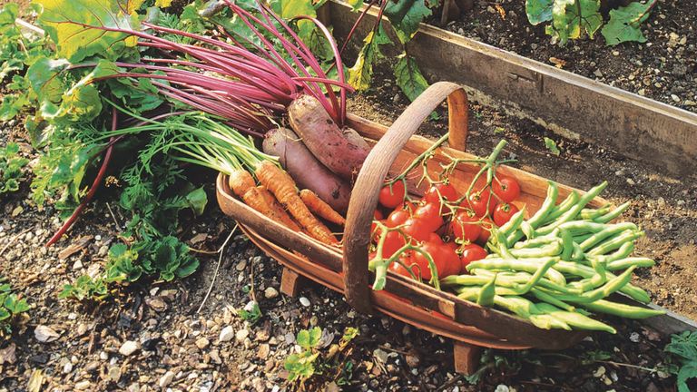 How to harvest vegetables