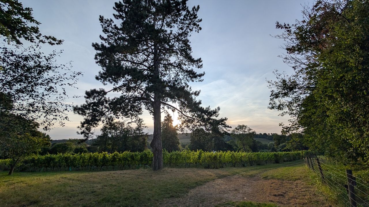 Google Pixel 9 Pro XL review camera sample