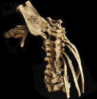 The spine of the young <em>Australopithecus afarensis</em> "Selam," a hominin who died some 3 million years ago. 