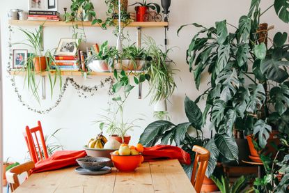 indoor garden ideas: kitchen table surrounded by plants