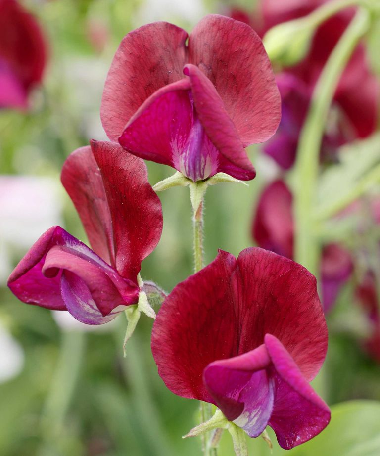 Sweet pea varieties: 16 blooms for summertime scent | Gardeningetc