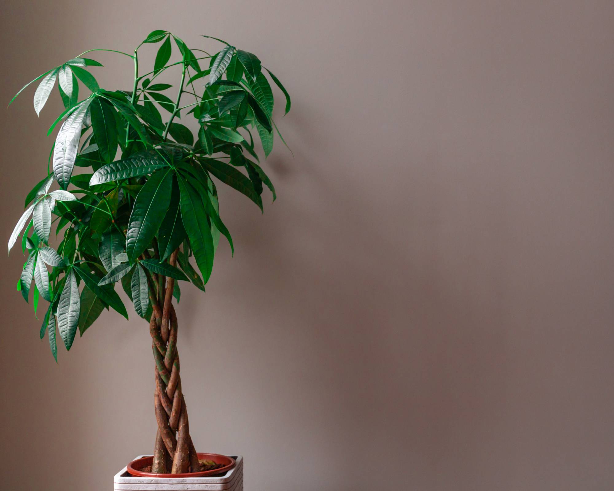 Tall houseplant money tree
