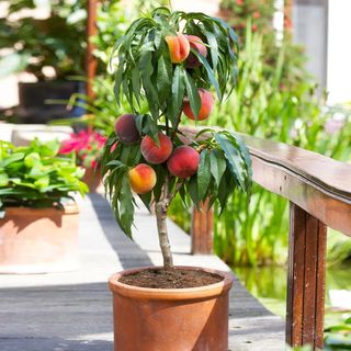 Bonanza Patio Peach Tree