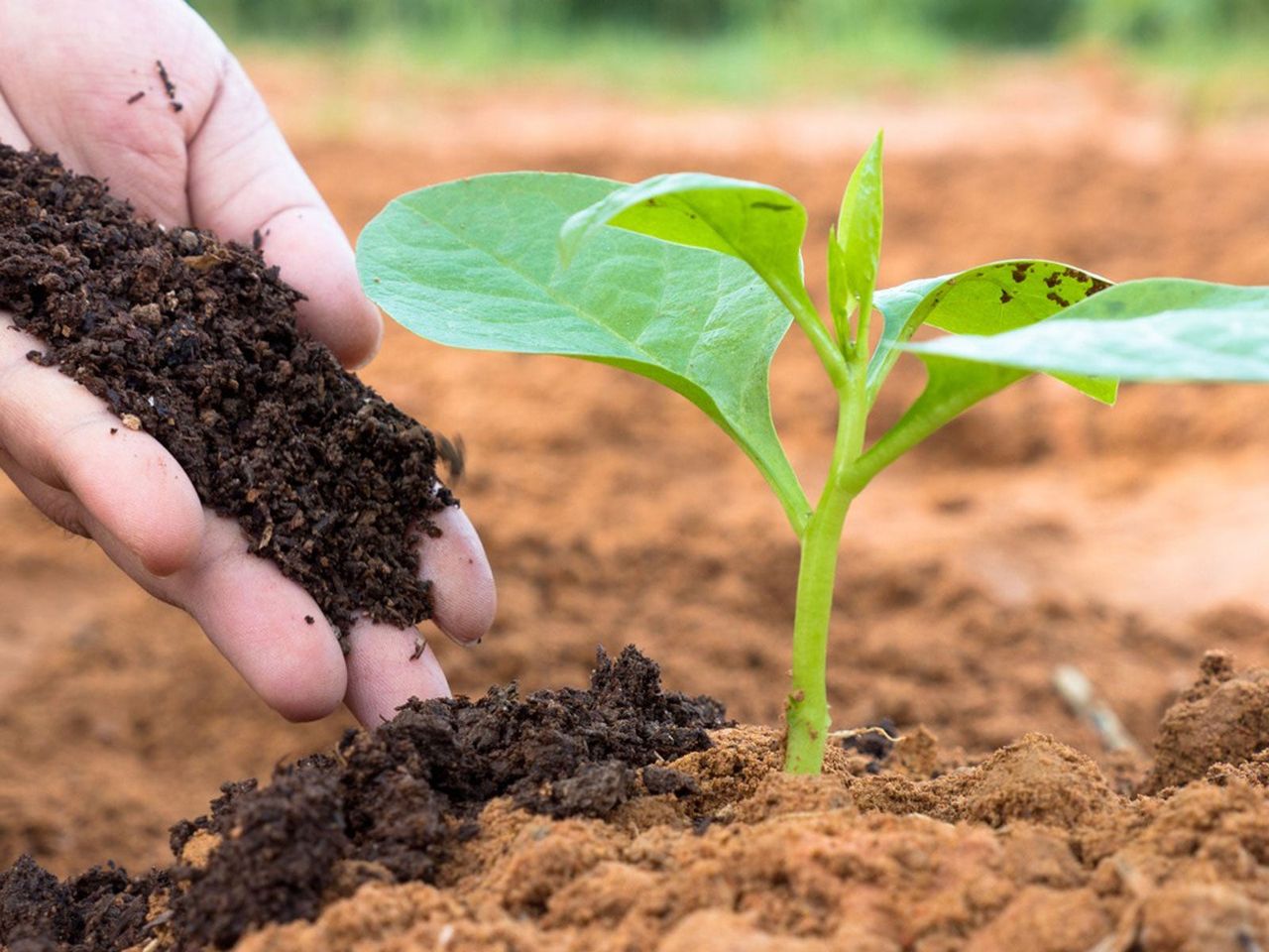 Hands Placing Fresh Compost On Tiny Sprout