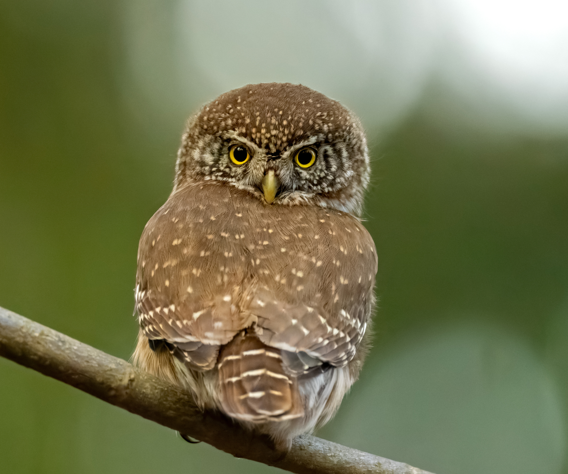 Eurasian pygmy owl (Glaucidium passerinum) turning his head looking at camera.