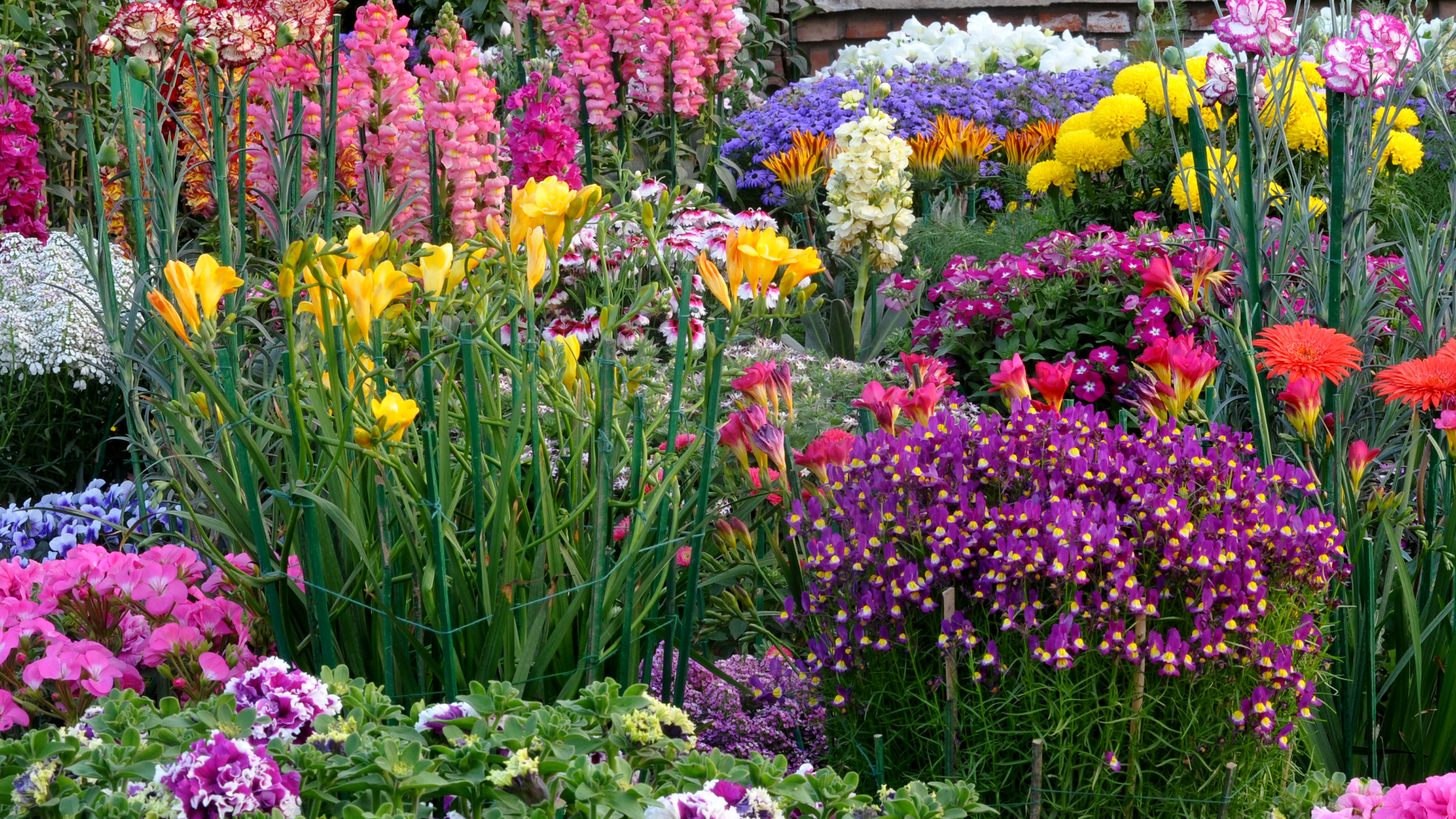 Winter flowers in multicolored Blooming in the park,New Delhi India