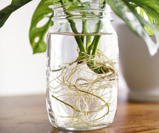 Rooting plants in water