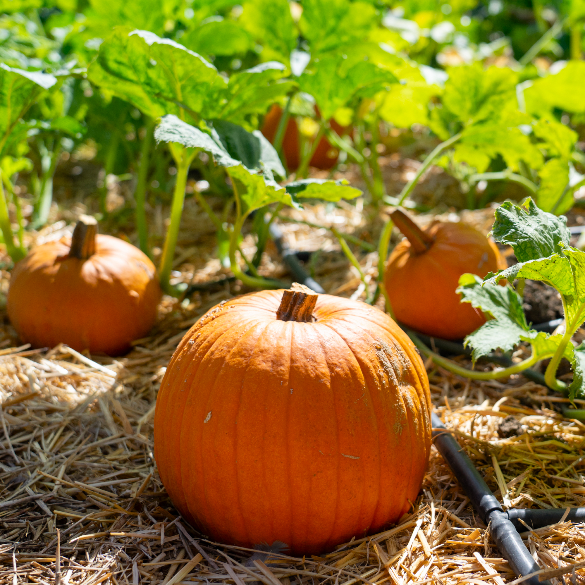 pumpkins in a garden