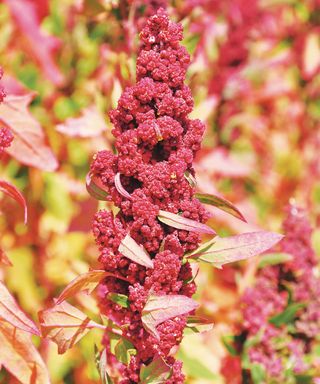 quinoa plants ripening and ready to harvest for edible seeds