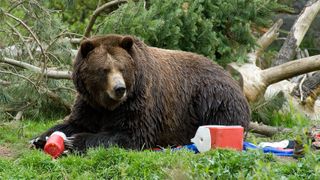 Bear ransacking campsite for food