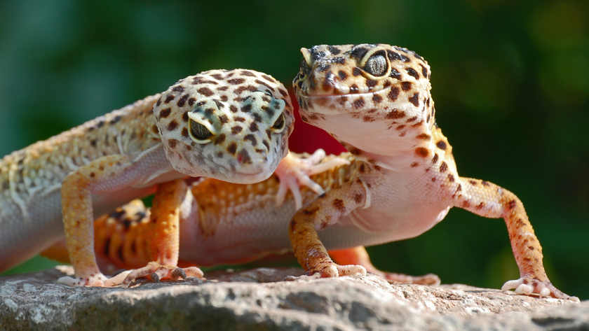 Two leopard geckos sitting on a rock, one of the best pet reptiles