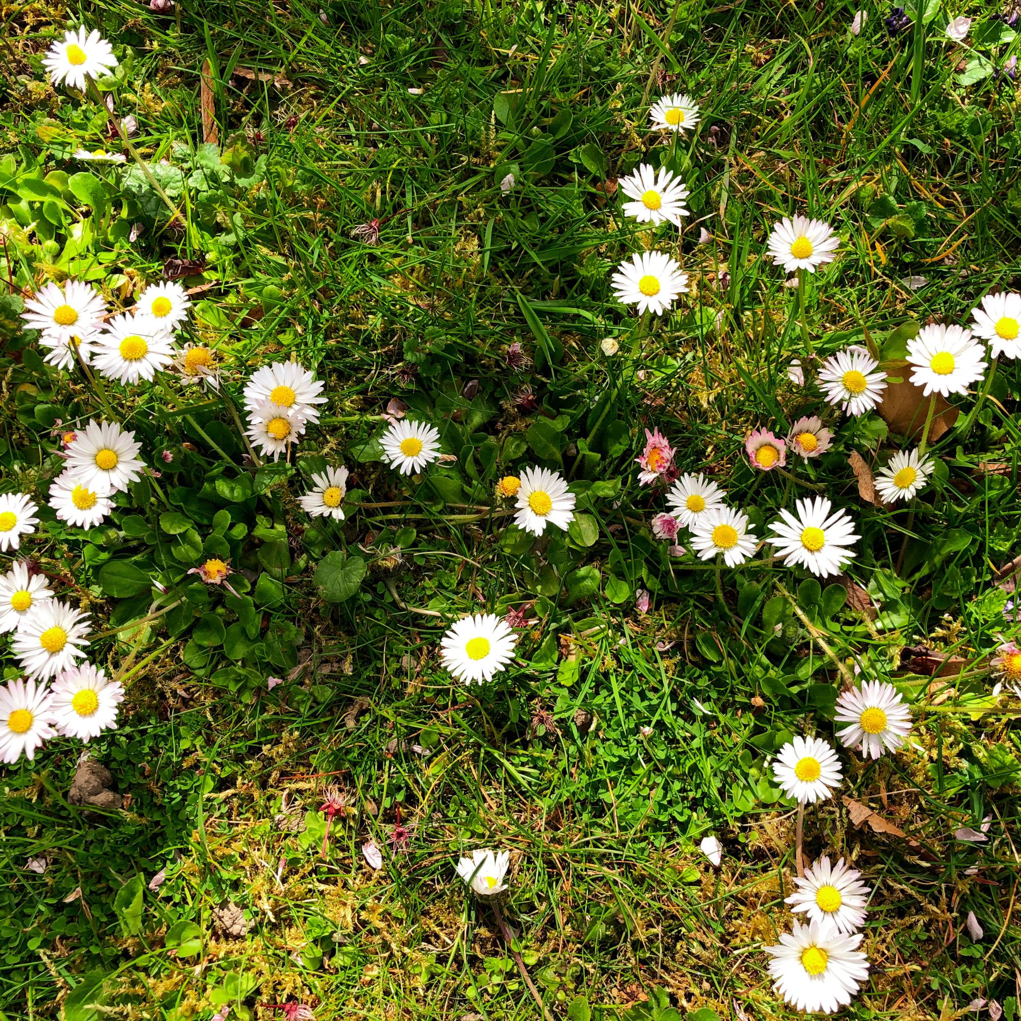 daisy garden weeds on grass