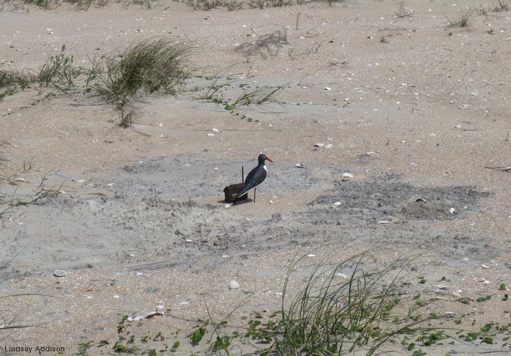 Oystercatcher Shorebird Photos | American Beach Wildlife | Live Science