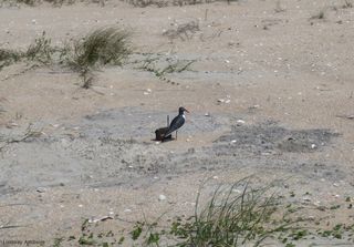 in order to trap an oystercatcher, researchers exploit the birds' territorial behavior