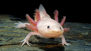 Axolotl