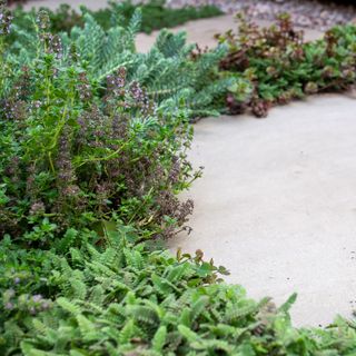 planted paving