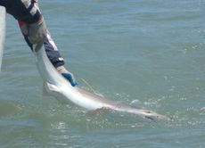 A tope shark tagged by Juan Mart&iacute;n Cuevas is ready to be released after recovery in the water in Bah&iacute;a San Bl&aacute;s MPA.