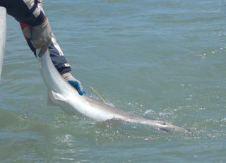 A tope shark tagged by Juan Martín Cuevas is ready to be released after recovery in the water in Bahía San Blás MPA.