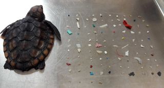 A dead, 1-2 month old sea turtle laying next to 104 pieces of small plastic pulled from its digestive tract.